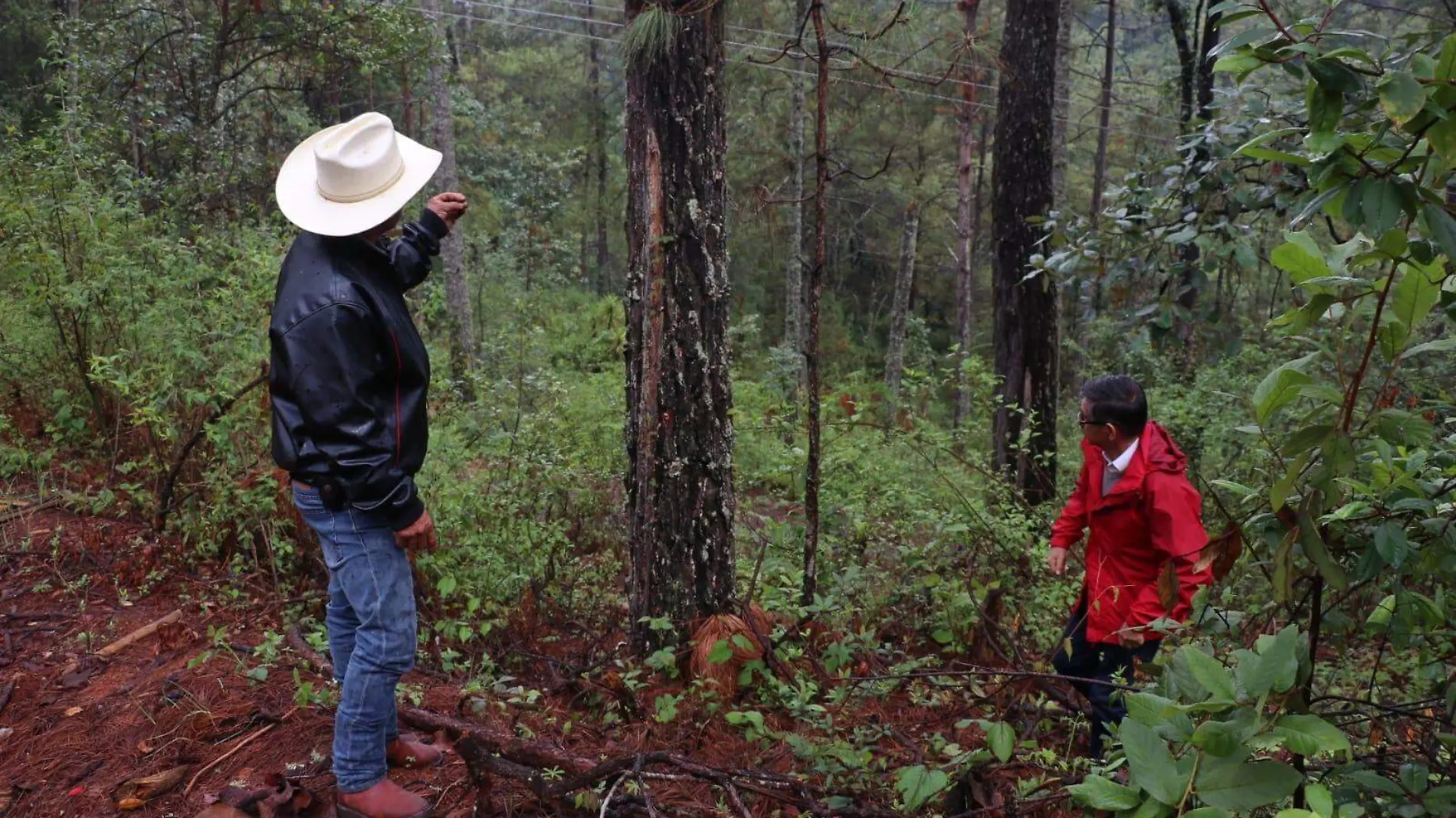 Cambio de uso de suelo - Bosques 